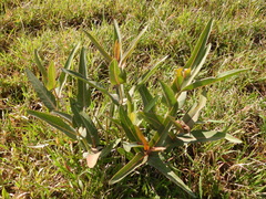 Asclepias glaucescens, photograph (c) Oscar Alejandro Morales Juárez, some rights reserved (CC BY-SA)