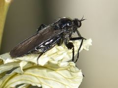 Empis ciliata
