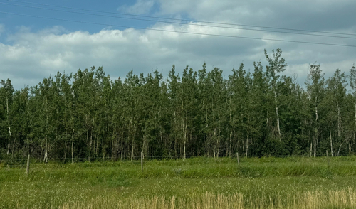 quaking aspen