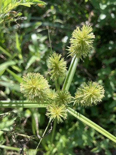 Cyperus lancastriensis, 2026-08-07