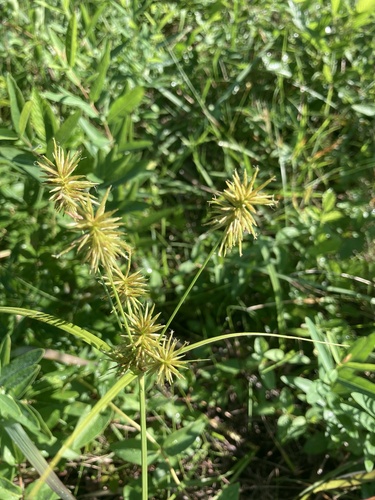 Cyperus lancastriensis, 2026-08-07