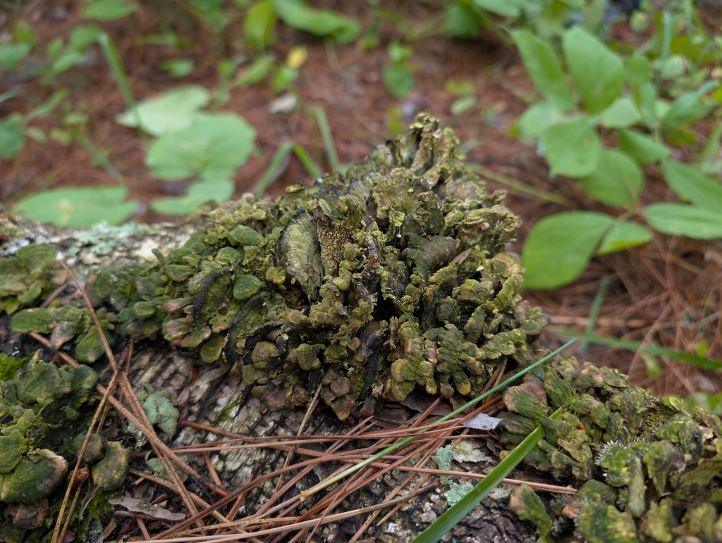 violet-toothed polypore · August 2026 · photo: Photo: no rights reserved · iNaturalist