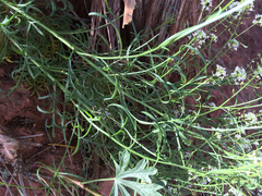 Lepidium montanum