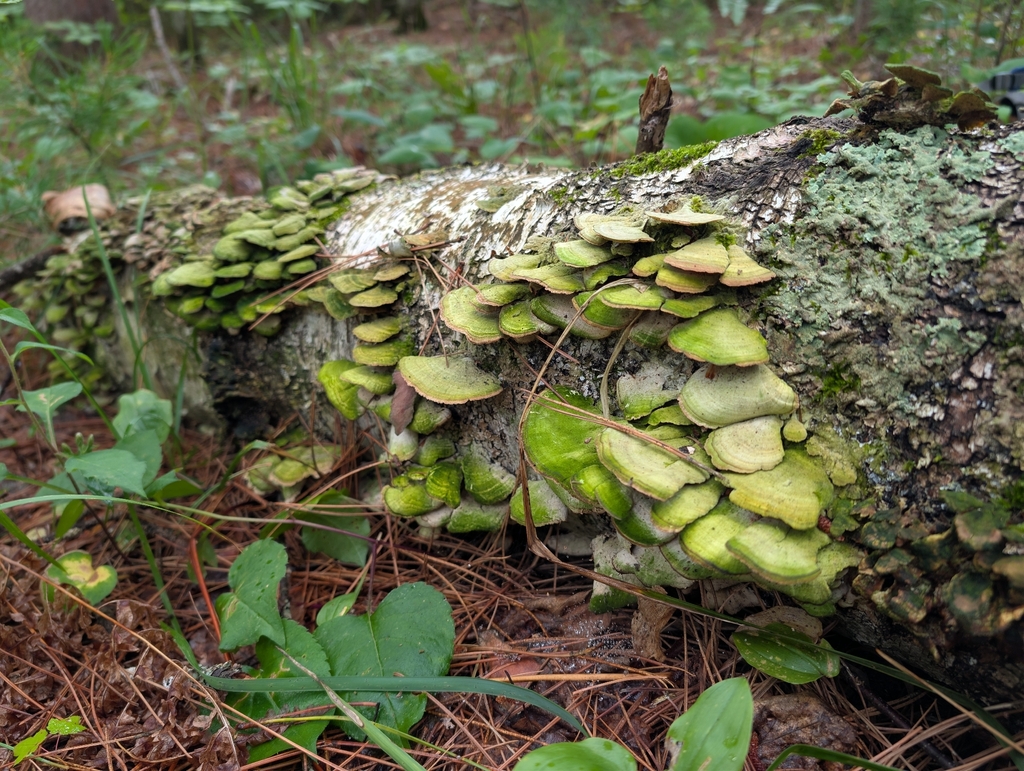 violet-toothed polypore · August 2026 · photo: Photo: no rights reserved · iNaturalist