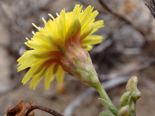 Malacothrix incana observed 2026-08-07