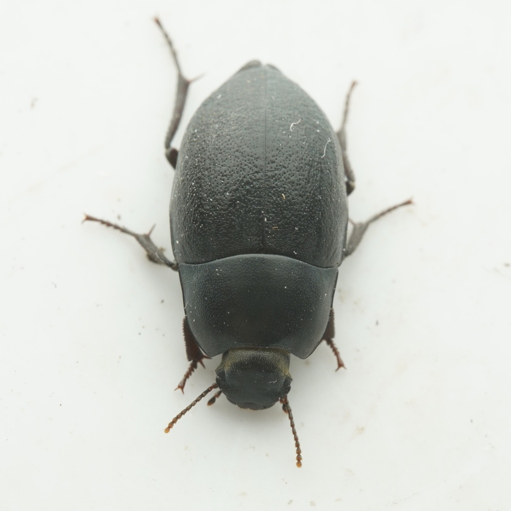 Coniontis ovalis