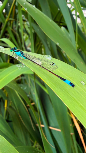 Blue-tailed Damselfly