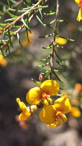 Dillwynia retorta, photograph 5