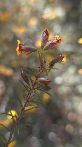 Dillwynia retorta, photograph 6