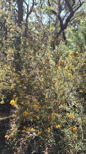 Dillwynia retorta, photograph 4