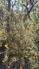 Dillwynia retorta, photograph (c) Petra Holland, some rights reserved (CC BY)