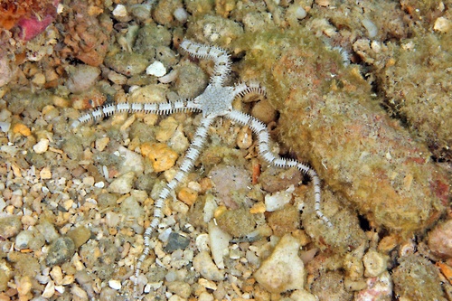 Ophionereis reticulata (Say, 1825)