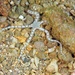 Reticulated Brittle Star - Photo (c) Kevin Bryant, some rights reserved (CC BY-NC-SA)