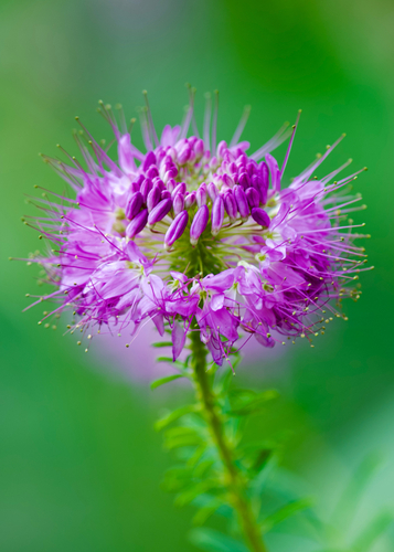 Rocky Mountain Beeplant