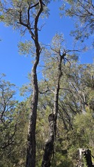 Angophora bakeri, photograph (c) Petra Holland, some rights reserved (CC BY)