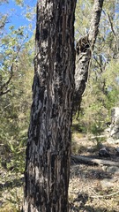 Angophora bakeri, photograph (c) Petra Holland, some rights reserved (CC BY)