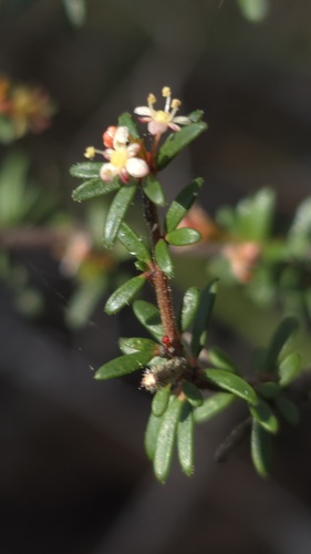 Micrantheum ericoides (Micrantheum ericoides)