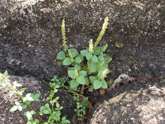 Coleus monostachyus
