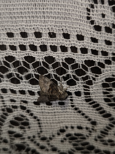 Nut-Tree Tussock