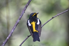 Ficedula
