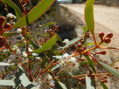 Eucalyptus gracilis