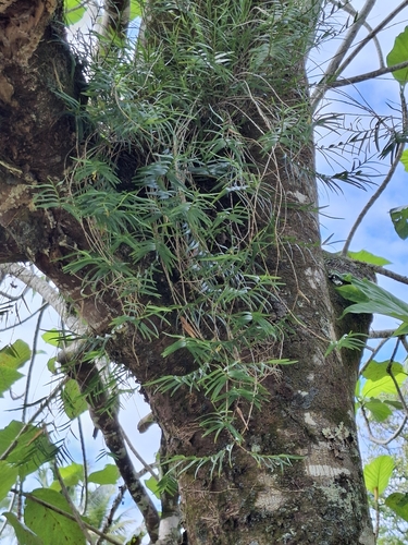 Dendrobium biflorum observed 2026-08-07