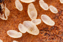 Temnothorax longispinosus