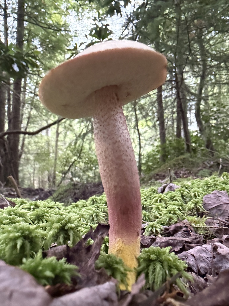 Chrome-footed Bolete · August 2026 · photo: Photo: (c) Nat Gorka, some rights reserved (CC BY) · iNaturalist