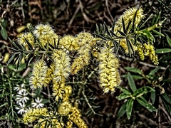 Acacia verticillata verticillata