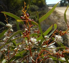 Eucalyptus gracilis