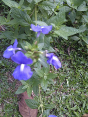 Achetaria azurea