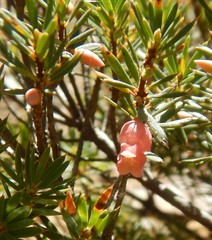 Brachyloma ericoides