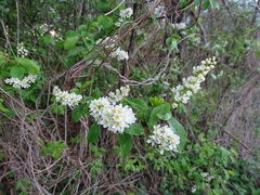 Prunus padus