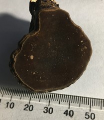 Ganoderma orbiforme