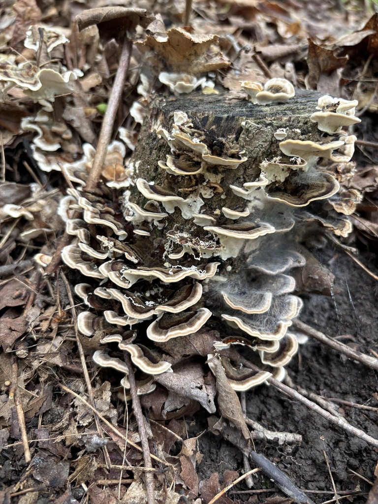turkey-tail · August 2026 · photo: Photo: (c) Mathieu Rancourt, some rights reserved (CC BY) · iNaturalist