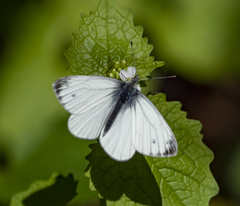 Pieris napi
