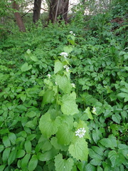 Alliaria petiolata