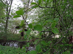 Alnus glutinosa