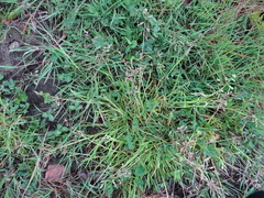 Poa annua