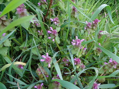 Lamium purpureum