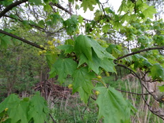 Acer platanoides