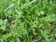 Moehringia trinervia