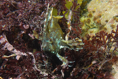 Cristiceps aurantiacus