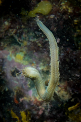 Eunicidae