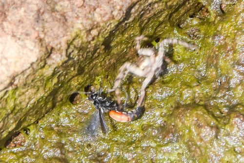 Anoplius americanus photo 3