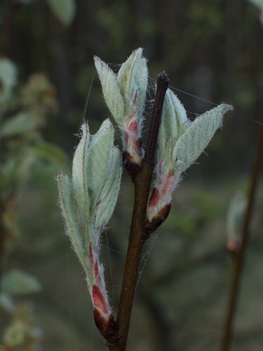 Varpinė medlieva nuotrauka