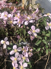 Clematis montana