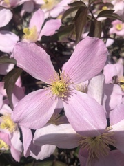 Clematis montana