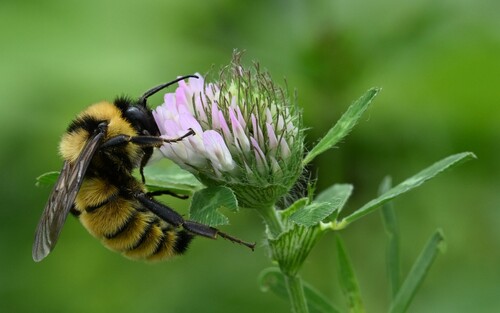Golden Northern Bumble Bee photo 5