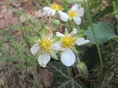 Fragaria × ananassa